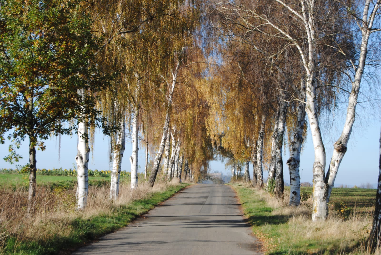 Feldweg in Burguffeln